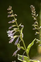 Hosta (Hartlelie) - afbeelding 10