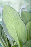 Hosta (Hartlelie) - afbeelding 11