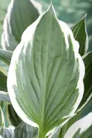 Hosta (Hartlelie) - afbeelding 12