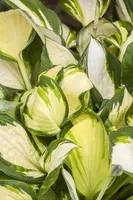 Hosta (Hartlelie) - afbeelding 13