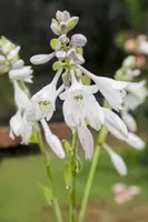 Hosta (Hartlelie) - afbeelding 18