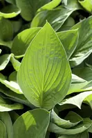 Hosta (Hartlelie) - afbeelding 25