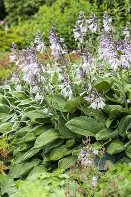 Hosta (Hartlelie) - afbeelding 28