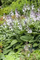 Hosta (Hartlelie) - afbeelding 28