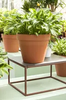 Hosta (Hartlelie) - afbeelding 37