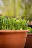 Hosta (Hartlelie) - afbeelding 49