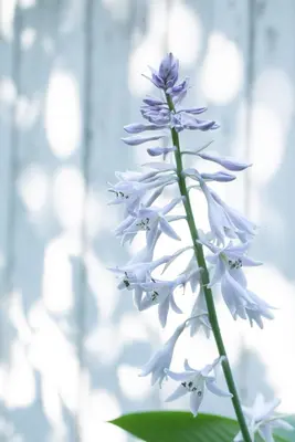 Hosta (Hartlelie) - afbeelding 53