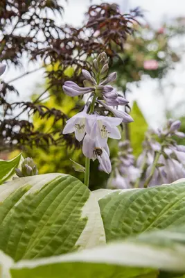 Hosta (Hartlelie) - afbeelding 1