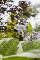 Hosta (Hartlelie) - afbeelding 1