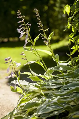 Hosta (Hartlelie) - afbeelding 8