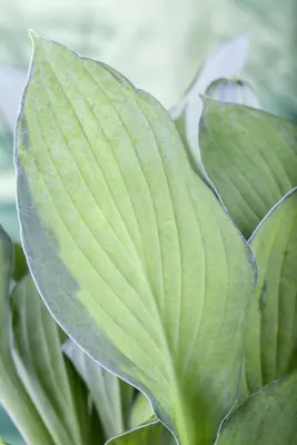 Hosta (Hartlelie) - afbeelding 11