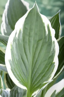 Hosta (Hartlelie) - afbeelding 12