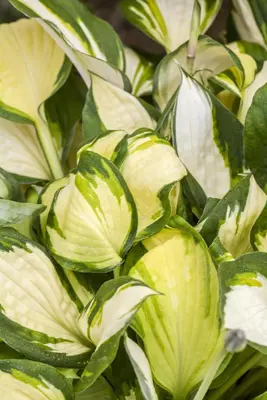 Hosta (Hartlelie) - afbeelding 13