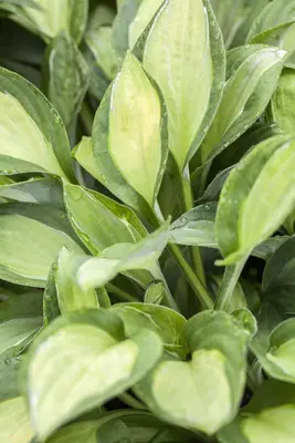 Hosta (Hartlelie) - afbeelding 16