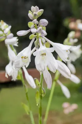 Hosta (Hartlelie) - afbeelding 18