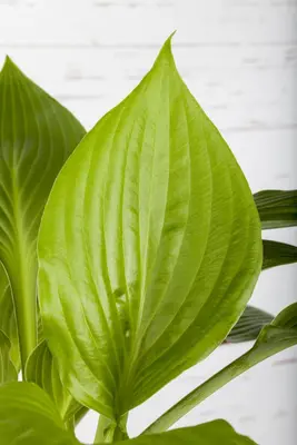 Hosta (Hartlelie) - afbeelding 22