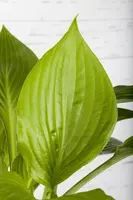 Hosta (Hartlelie) - afbeelding 22