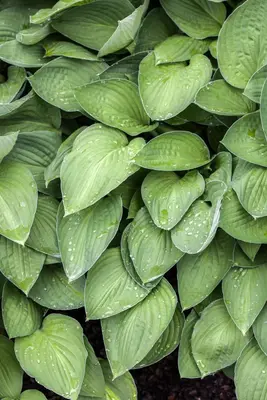 Hosta (Hartlelie) - afbeelding 24