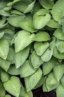 Hosta (Hartlelie) - afbeelding 24