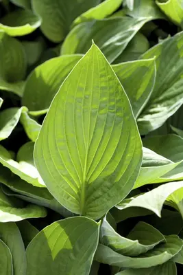 Hosta (Hartlelie) - afbeelding 25