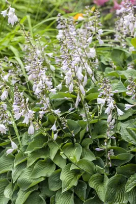 Hosta (Hartlelie) - afbeelding 29