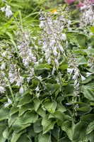 Hosta (Hartlelie) - afbeelding 29