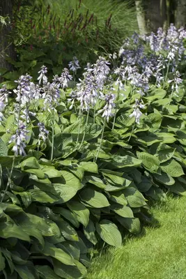 Hosta (Hartlelie) - afbeelding 33