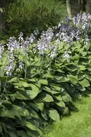 Hosta (Hartlelie) - afbeelding 33