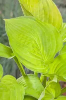 Hosta (Hartlelie) - afbeelding 34