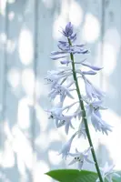 Hosta (Hartlelie) - afbeelding 53
