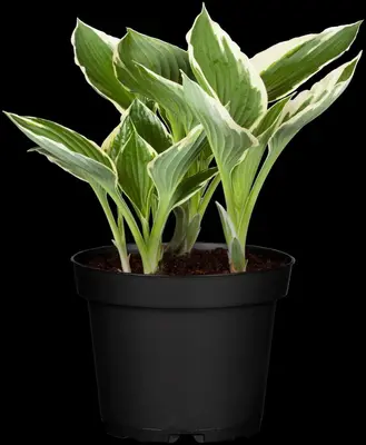 Hosta (Hartlelie) - afbeelding 20