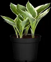 Hosta (Hartlelie) - afbeelding 20