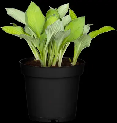 Hosta (Hartlelie) - afbeelding 19