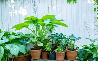 Hosta (Hartlelie) - afbeelding 50