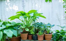 Hosta (Hartlelie) - afbeelding 50