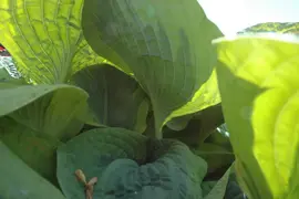 Hosta (Hartlelie) - afbeelding 44