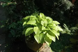 Hosta (Hartlelie) - afbeelding 46