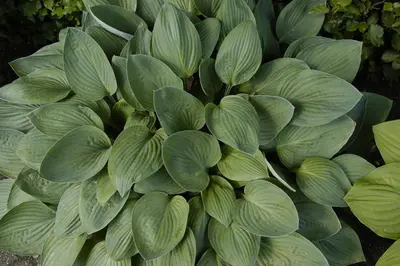 Hosta (Hartlelie) - afbeelding 41