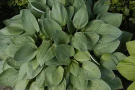 Hosta (Hartlelie) - afbeelding 41