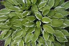 Hosta (Hartlelie) - afbeelding 42