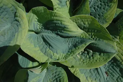 Hosta (Hartlelie) - afbeelding 43