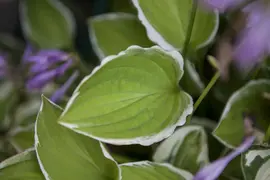Hosta (Hartlelie) - afbeelding 3