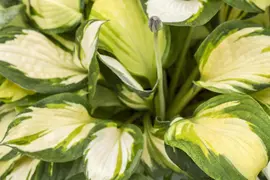 Hosta (Hartlelie) - afbeelding 14