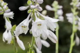 Hosta (Hartlelie) - afbeelding 17