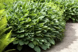 Hosta (Hartlelie) - afbeelding 26