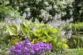 Hosta (Hartlelie) - afbeelding 32