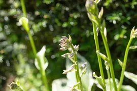 Hosta (Hartlelie) - afbeelding 52