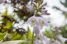 Hosta (Hartlelie) - afbeelding 2