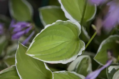 Hosta (Hartlelie) - afbeelding 3
