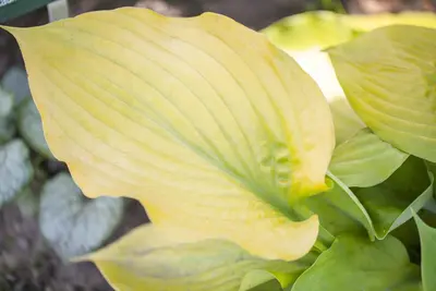 Hosta (Hartlelie) - afbeelding 4